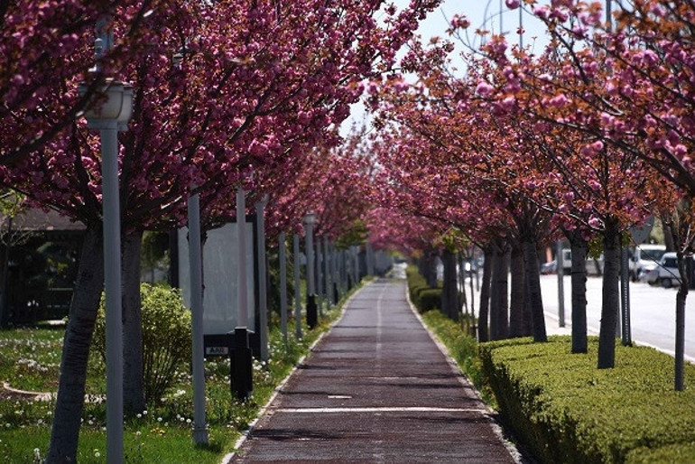 Kyotoyla kardeş şehir olan Konyadaki parklarda yüzlerce sakura ağacı var