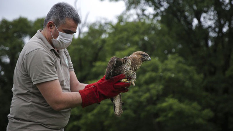 Tedavileri tamamlanan yabani kuşlar doğaya bırakıldı