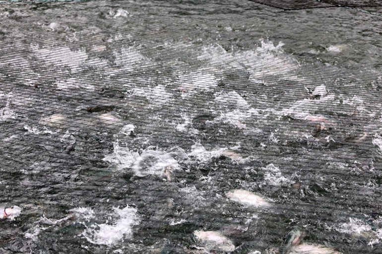 ABDde genel müdürdü... Rizedeki köyüne döndü Şimdi 12 ülkeye ihracat yapıyor, talebe yetişemiyor