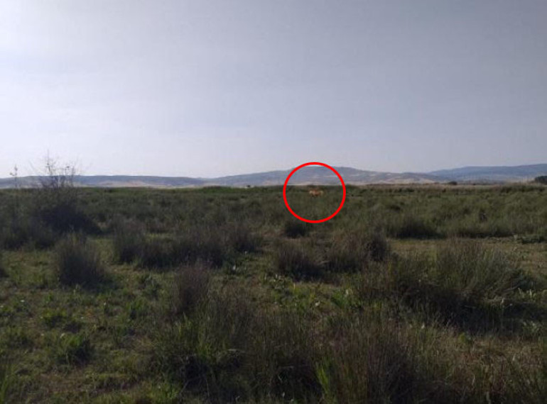 Ayağa kaldıran aslan iddiası Köylüler her yerde arıyor