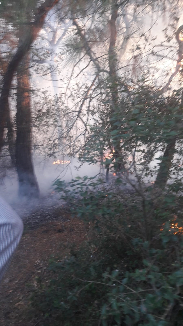 Son dakika haberi: Büyükadada orman yangını