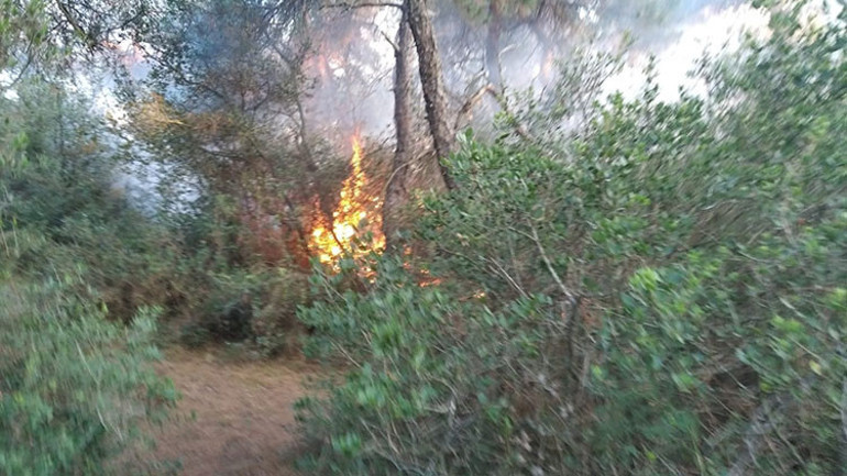 Son dakika haberi: Büyükadada orman yangını