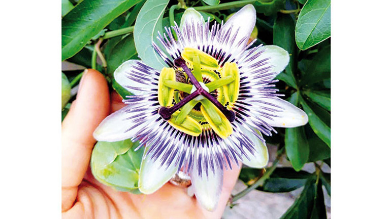 Çeşme’den tıbbi bitki atağı