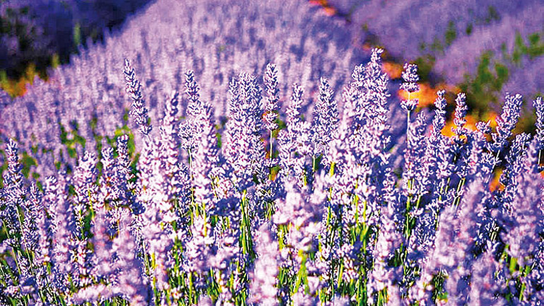 Çeşme’den tıbbi bitki atağı