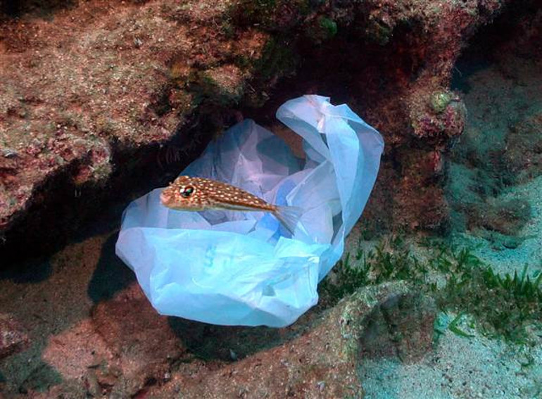 Antalya Kaşta çekilen bu görüntüler utandırdı