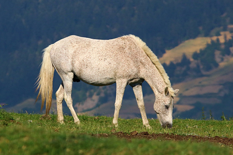 Çam ormanları arasında unutamayacağınız bir tatil...Yaylalara kaçış başladı