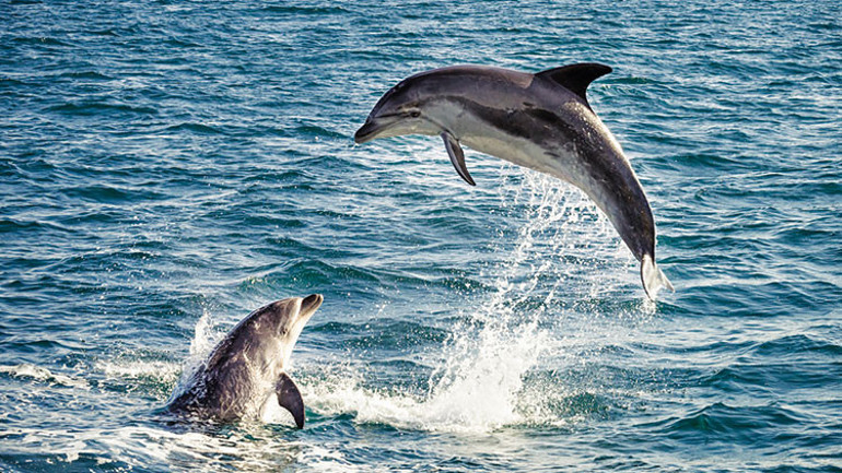 Telliturnadan haber beklemeyin