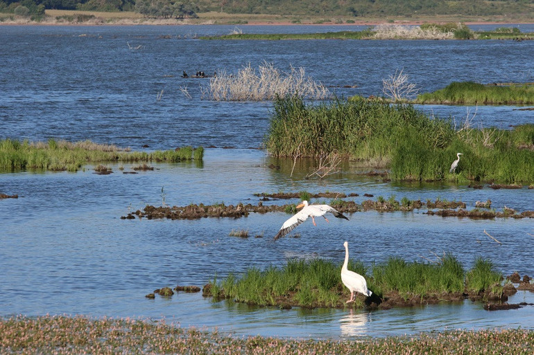 Yüzen adaları karaya oturan Ladik Gölünde bataklık tehlikesi