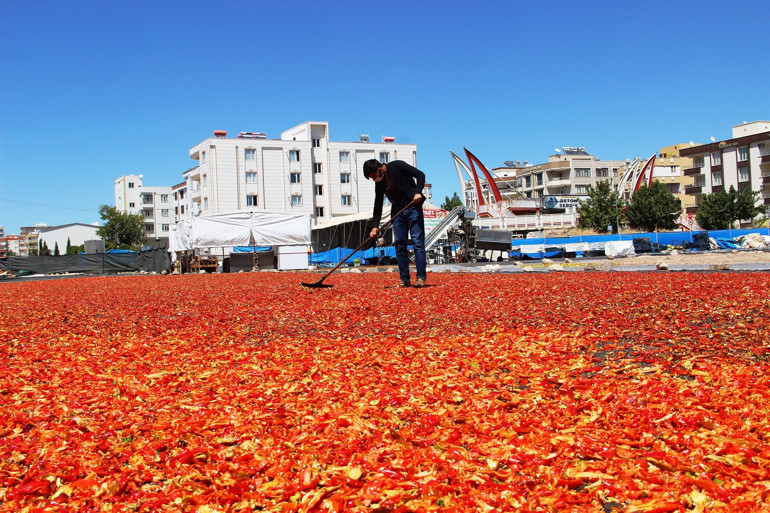 Mutfakların sevilen acısı isotun tarladan sofraya yolculuğu