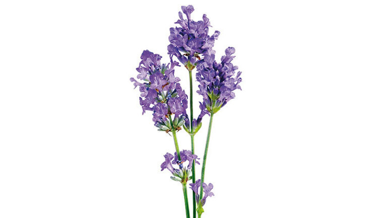 Adalar’dan bir kalp gelir bizlere