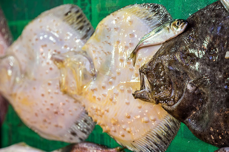 Bu ay hangi balıklar yenir Eylül ayında hangi balıklar lezzetli olur