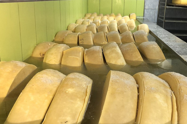 İsviçrenin Appenzeller peynirinin rakibi: Kars kaşarı