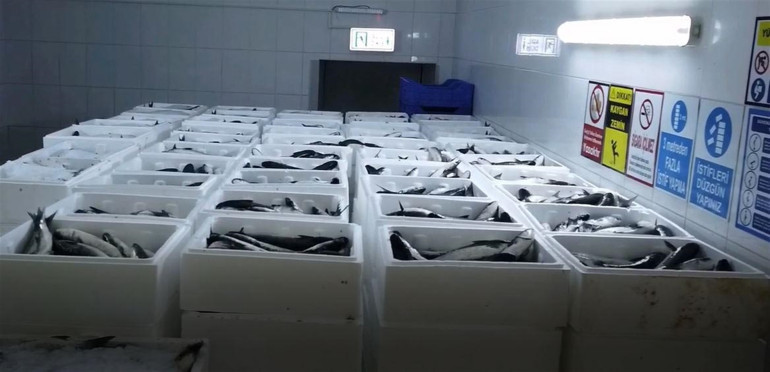 Dalyanda yetiştiriliyor Dubaiden talep yağıyor