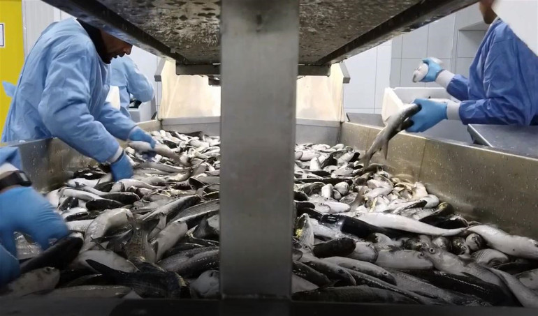 Dalyanda yetiştiriliyor Dubaiden talep yağıyor