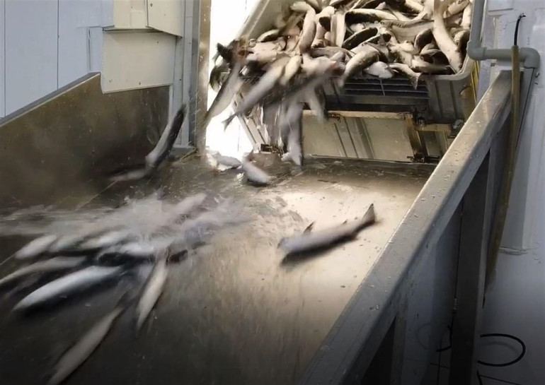 Dalyanda yetiştiriliyor Dubaiden talep yağıyor