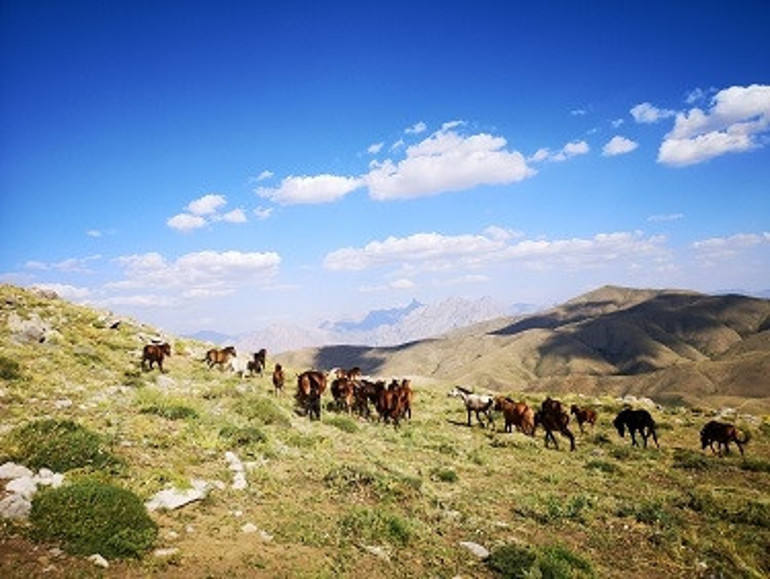 Hakkaride yılkı atları, dronla görüntülendi