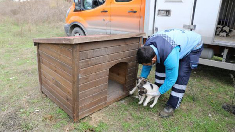 Belediye ekipleri 10 yavru köpeği sıcak yuvaya kavuşturdu