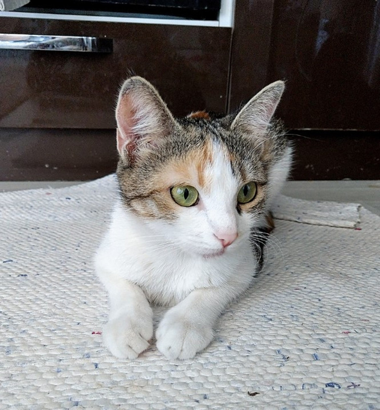 100 yıl sonra Beyaz Saray köpeksiz... Acaba değişecek mi