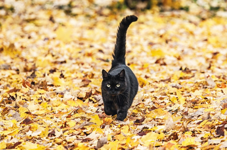 100 yıl sonra Beyaz Saray köpeksiz... Acaba değişecek mi