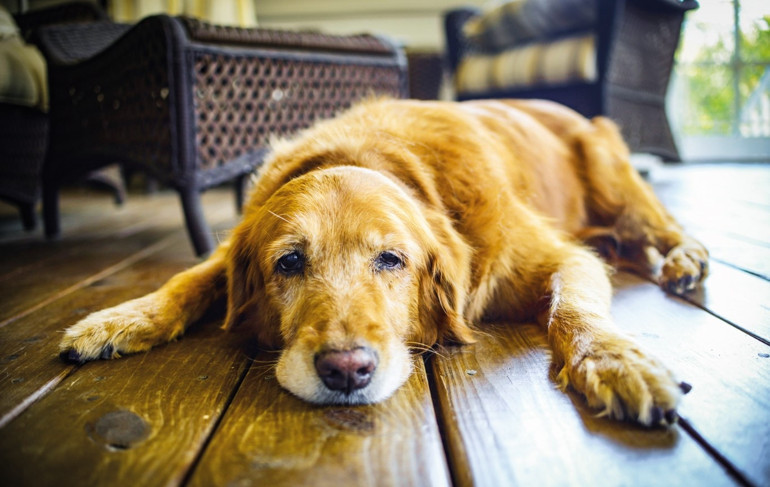 100 yıl sonra Beyaz Saray köpeksiz... Acaba değişecek mi