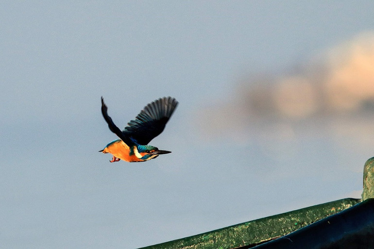 Gölyazı’nın güz misafirleri