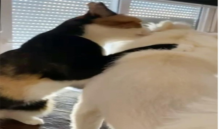 Aynı evde büyüyen kedi ve köpek, uzun süre sonra bir araya geldi