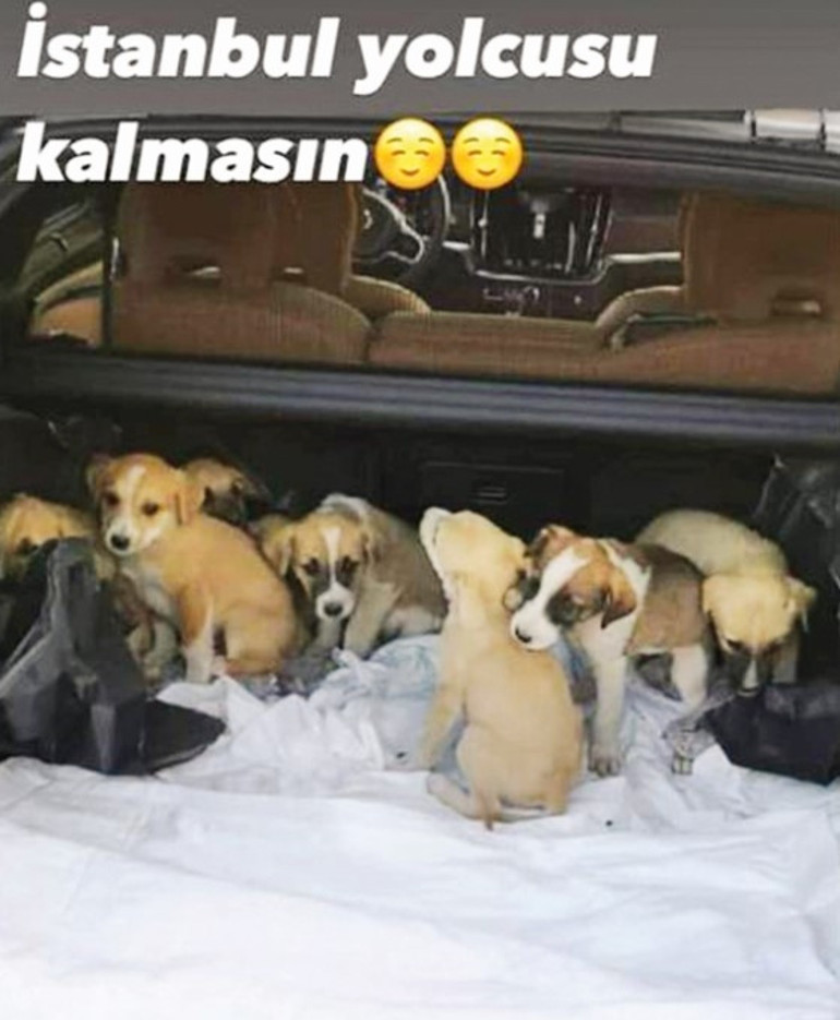 Derin Mermerci köpek yavrularına sahip çıktı