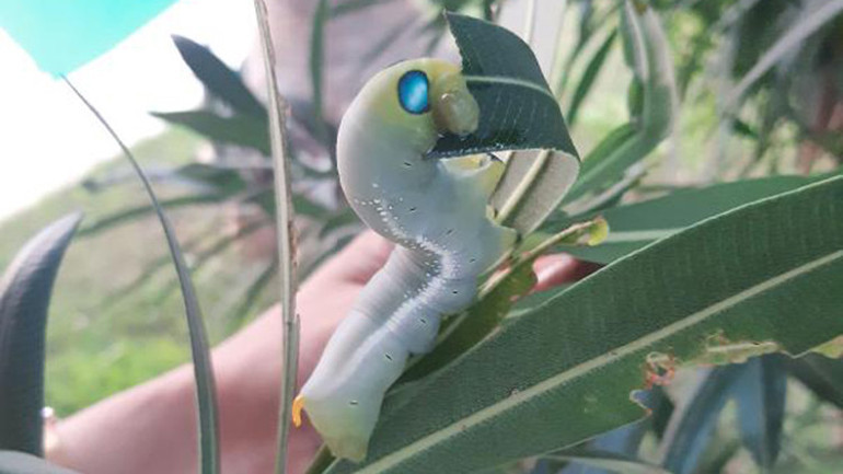 Bahçede büyüyen mekik kelebeği eve girdi