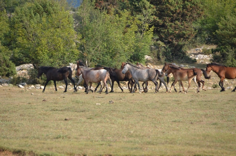 Torosların vahşi güzelliği Yılkı atları