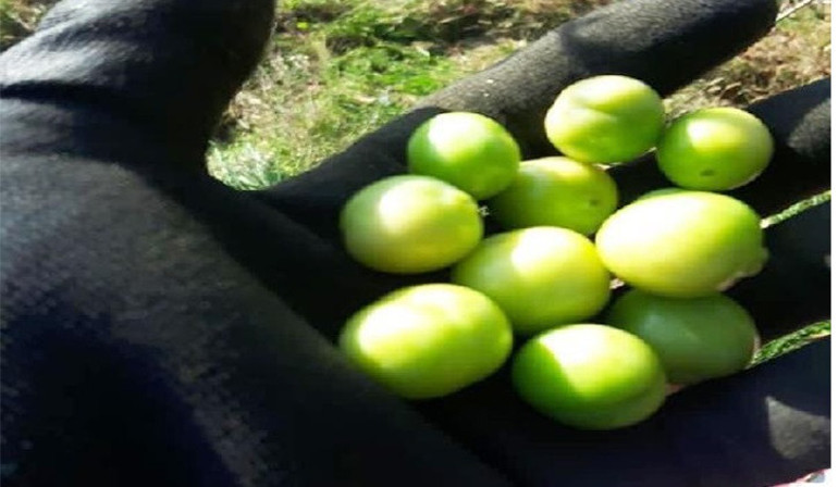 Erik ağaçları aralıkta meyve verdi, bahçe sahibi şaşırdı