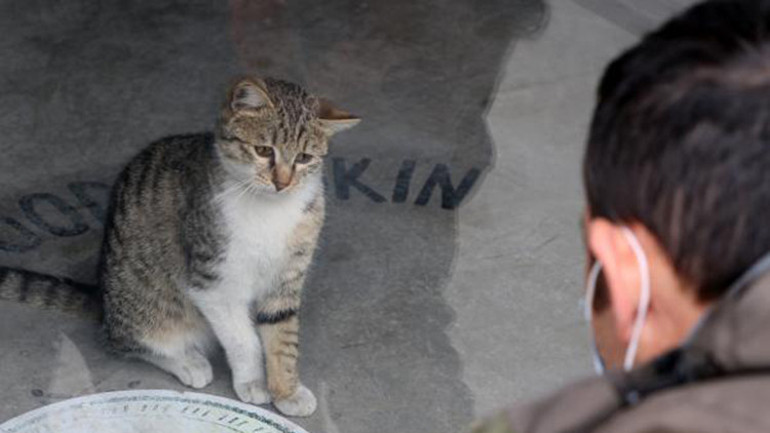 Kafede mahsur kalan kediye, polisin su içirme çabası kamerada