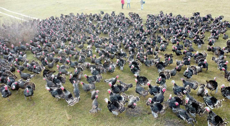 İyi hindiyi anlamak için kanadının altına bakın Eğer sarıysa...