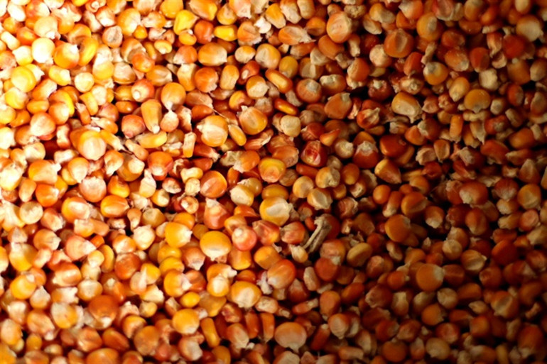 Dedesinden kalan su değirmeniyle geçmişten gelen bir lezzeti yaşatıyor