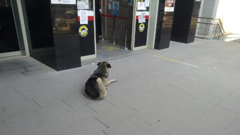 Sahibini bekleyen köpek, adliye kapısından ayrılmadı