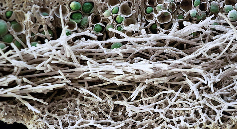 Antarktikadan topladığı likenler ödül kazandırdı