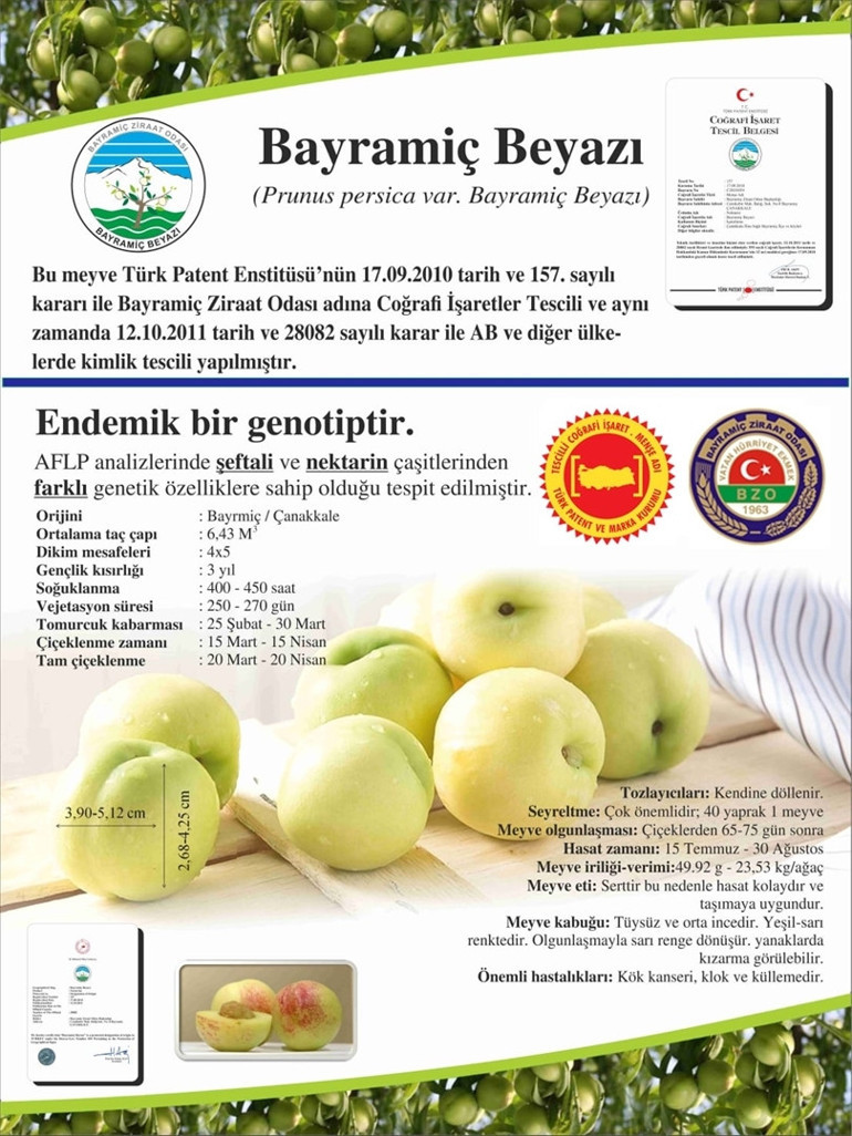 Çanakkalenin endemik ürünü Bayramiç beyazına AB tescili geliyor