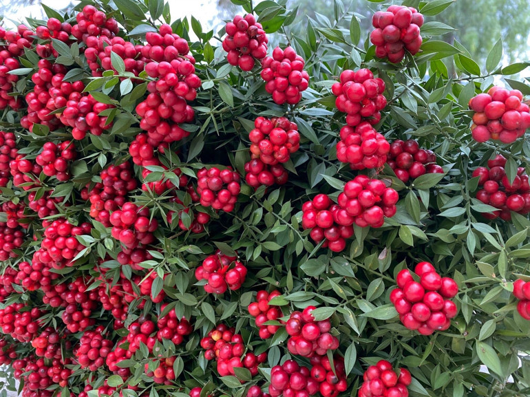 Yılbaşı çiçeği kokinaya yoğun talep