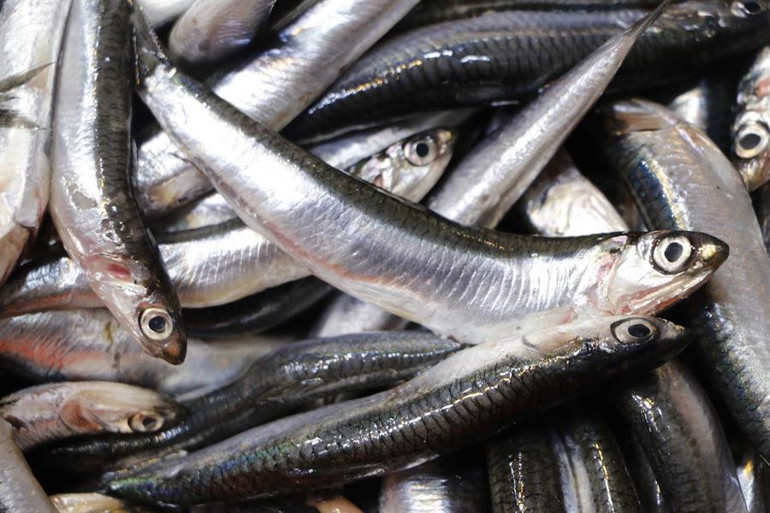 Haftada 3 kez hamsi yemek, D vitamini ihtiyacını karşılıyor