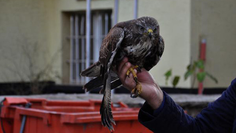 Tarlada bulunan kızıl şahin tedaviye alındı
