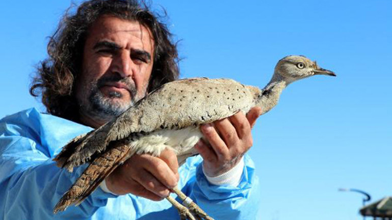 Kırmızı listedeki yaralı yakalı toy, Vanda tedavi altına alındı