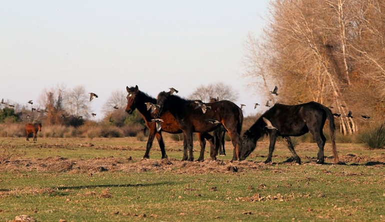 Kızılırmak Deltasındaki yılkı atları fotoğraf tutkunlarının gözdesi oldu