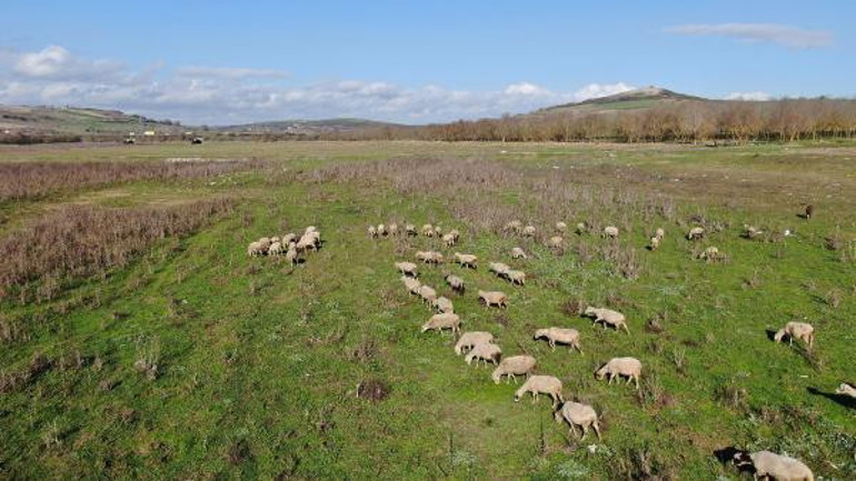 Sazlıderede sular çekildi, koyunların otladığı barajda köprü kalıntıları ortaya çıktı