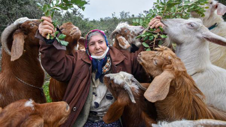 Şehirdeki çoban Menşure Teyze