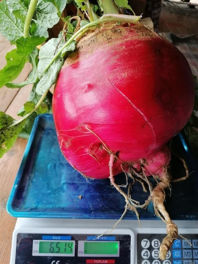 Üreticisi bile gözlerine inanamadı Tam 6,5 kilo ağırlığında