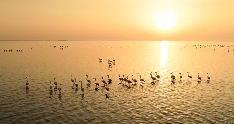 Hem flamingoları hem de fotoğrafseverleri ağırlıyor: Akyatan Lagünü