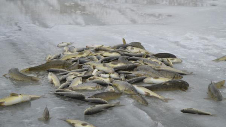 Ekmeklerini buzla kaplı Murat Nehrinden çıkarıyorlar