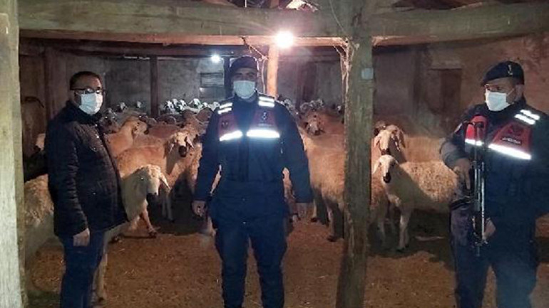 Çobanın dağda kaybettiği koyunları jandarma buldu