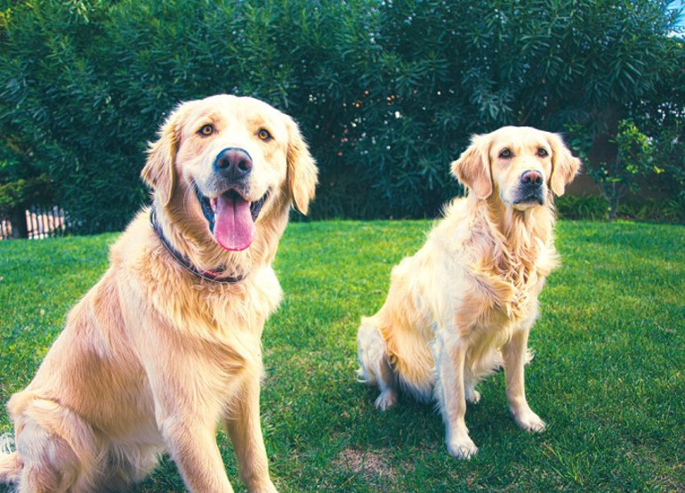 TED İzmir Koleji’nde dünya vatandaşları