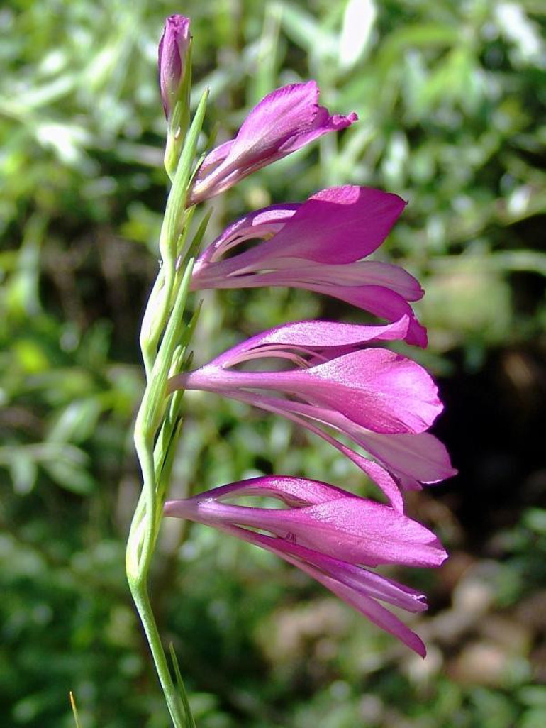 Boluda yeni bitki türü keşfedildi Dünyada sadece Aladağlarda yetişiyor