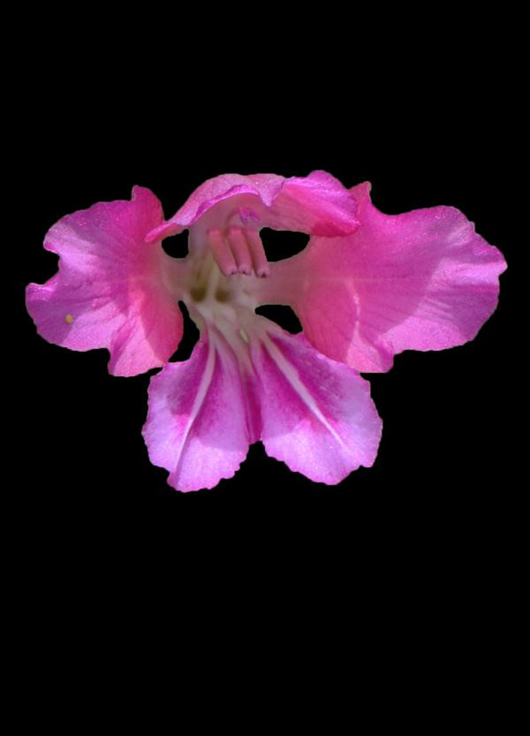 Boluda yeni bitki türü keşfedildi Dünyada sadece Aladağlarda yetişiyor